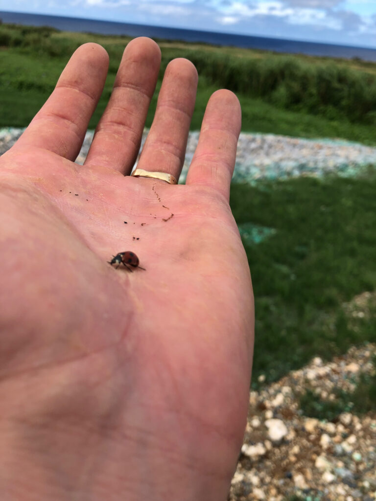 An open hand with a wedding band and a ladybug, the ocean behind it.