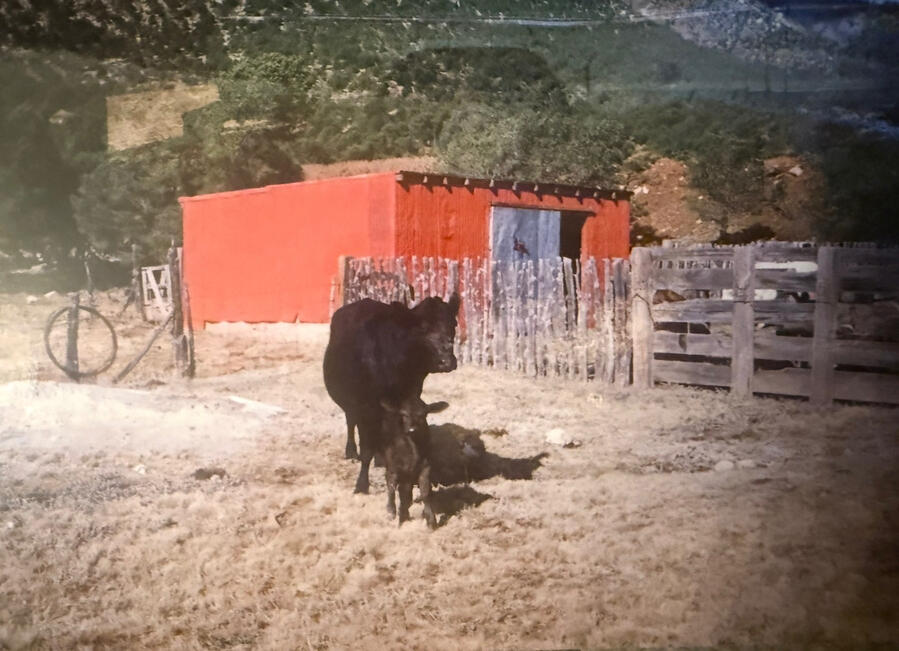 Photograph from this chapter 9