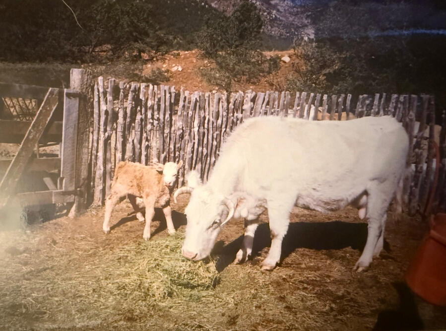 Photograph from this chapter 10