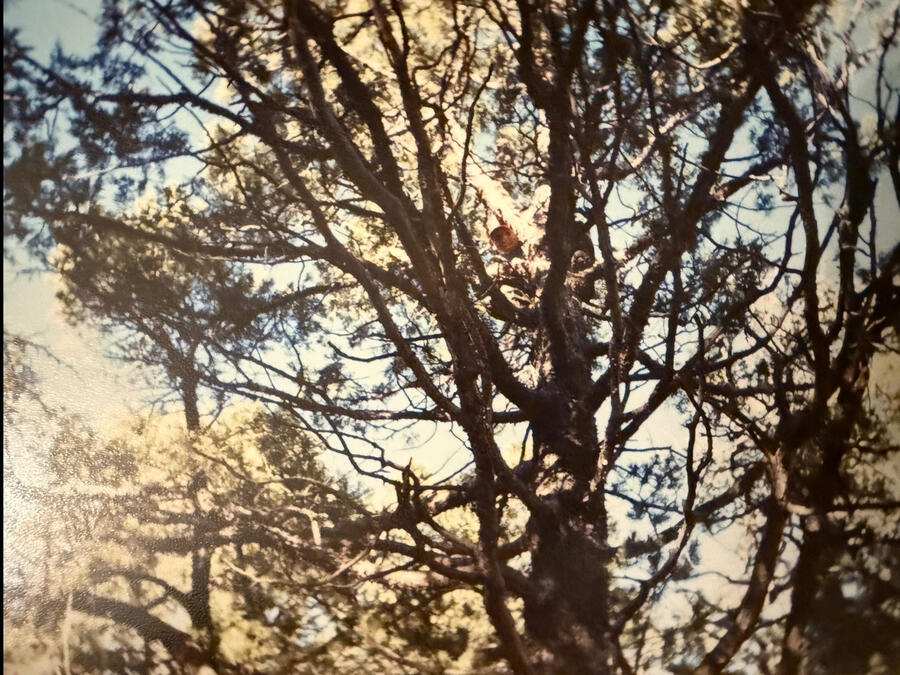 Photograph from this chapter 3